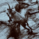 Capricorn, 1997