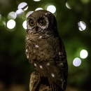 Owl at a windy night, 2013