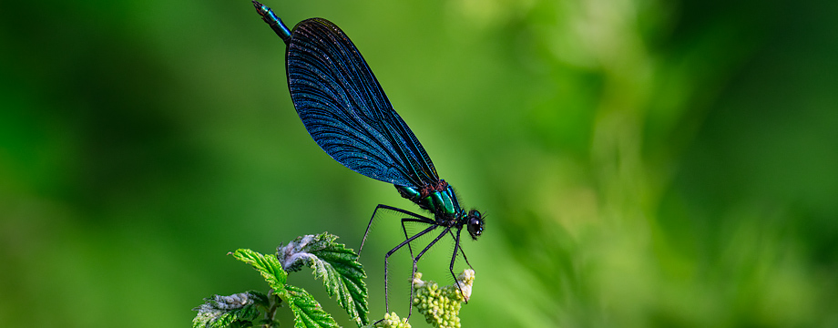 Demoiselle, 2023